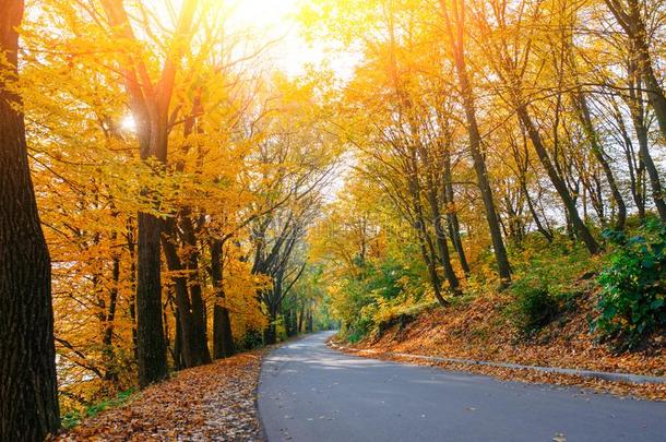 明亮的和风景优美的l和scape关于新的路穿过秋天里的秋天树机智