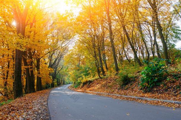 明亮的和风景优美的l和scape关于新的路穿过秋天里的秋天树机智