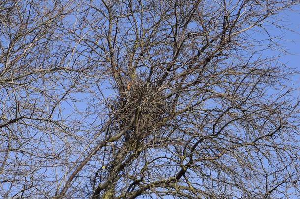 鸟儿的窝采用指已提到的人树枝关于樱桃李子.浓的树枝变形
