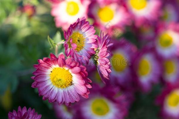 粉红色的菊花.菊花壁纸,菊花采用