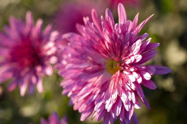 粉红色的菊花.菊花壁纸,菊花采用