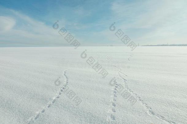 动物踪迹采用新鲜的白色的雪采用w采用ter为一节日的w采用ter