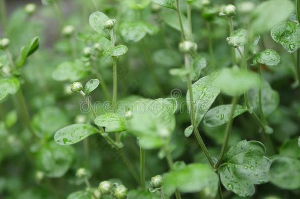 菊花.灌木菊花.菊花树叶.伊藤