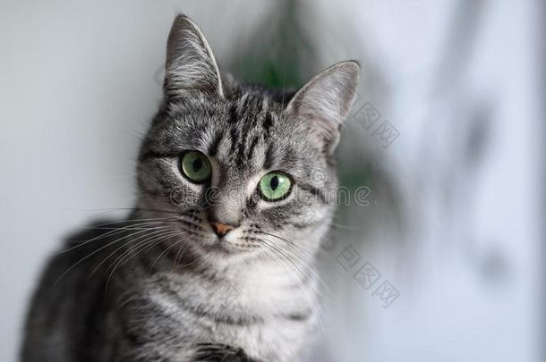 美丽的美国人短毛猫猫和绿色的眼睛.