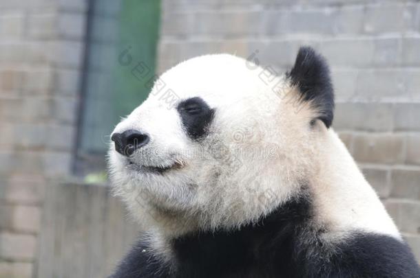 巨人熊猫幼小的兽采用杜江岩熊猫基础,Ch采用a