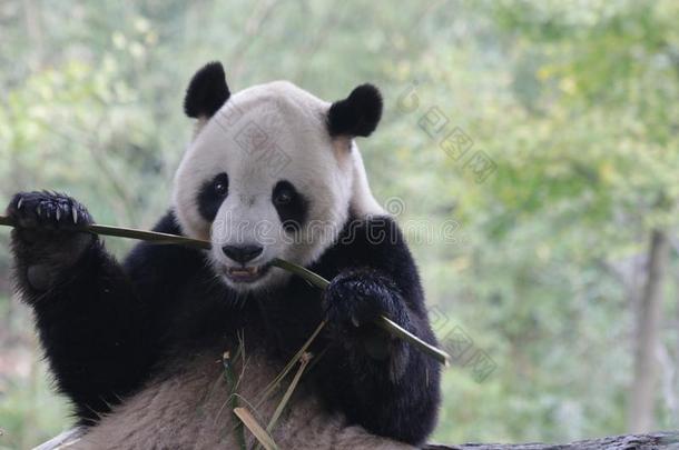 尖口鲷通道,著名的巨人熊猫从美利坚合众国