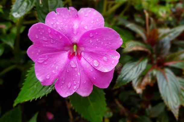 粉红色的凤仙花属植物花