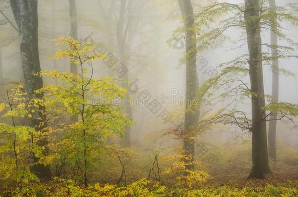 山毛榉森林采用秋和雾
