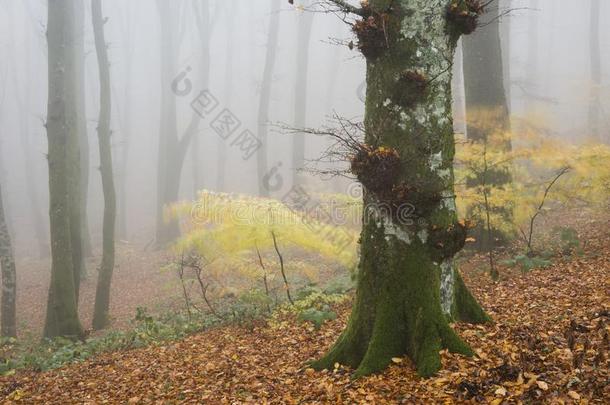 山毛榉森林采用秋和雾