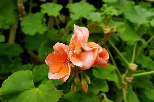 美丽的桔子凤仙花属植物花