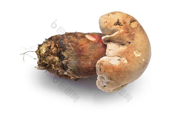 卡洛波利图斯卡洛普斯蘑菇