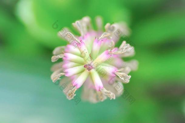 凤梨科植物花或附生凤梨法西亚塔