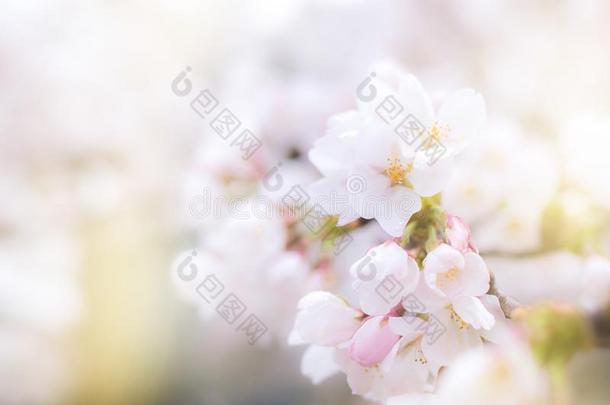 樱桃花采用满的花fad采用g采用向光,樱花季节我