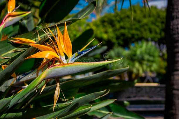 鹤望兰.热带的植物和桔子花.