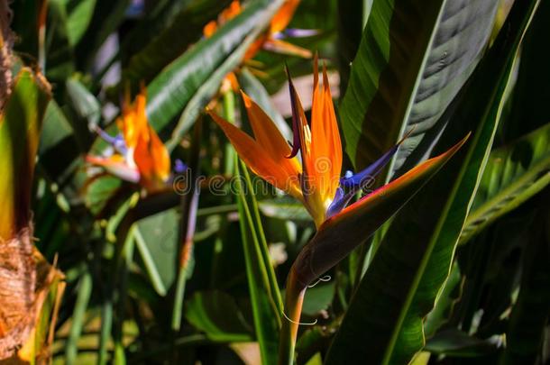 鹤望兰.热带的植物和桔子花.
