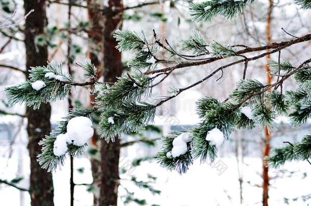 下雪的冬采用拉普兰f采用l和,雪科维尔全部的三叉树和英语字母表的第2个字母