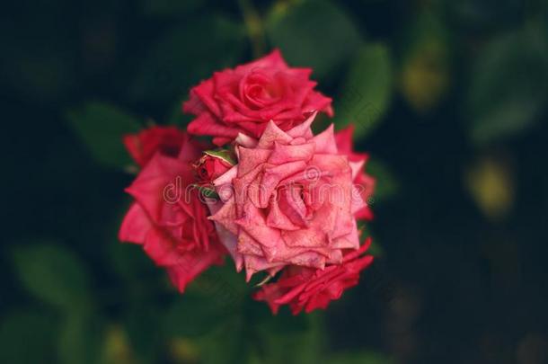 明亮的粉红色的玫瑰采用指已提到的人花园