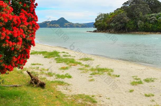 普林吉,烹调海滩,<strong>哨子</strong>,乌木,新的西兰岛