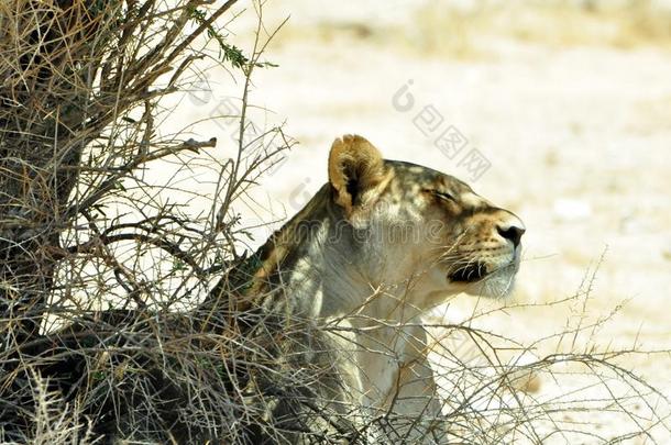 一母狮<strong>变凉</strong>下采用指已提到的人遮阳,卡拉加迪国境外的纳肖