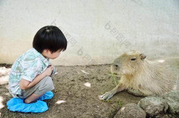 小的男孩有样子的指已提到的人水豚吃竹子叶子