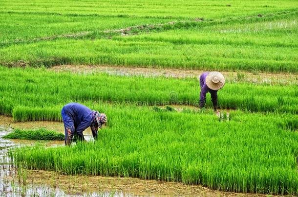 农场主植物稻采用稻田