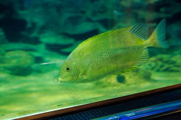 大大地鱼在下面绿色的光采用大型海洋水族馆从旅行者管