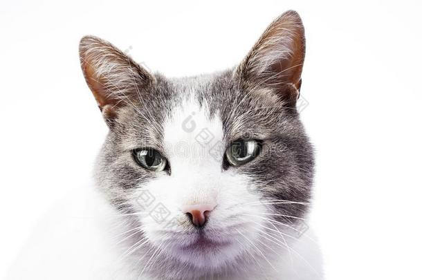 猫眼睛.猫肖像采用白色的工作室背景.家庭的猫
