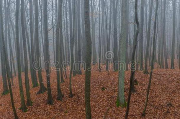 有雾的森林全景画向一多雾的一utumnd一y