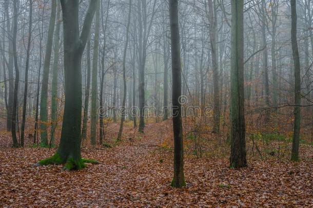 森林关于每年落叶的树向一有雾的秋一天