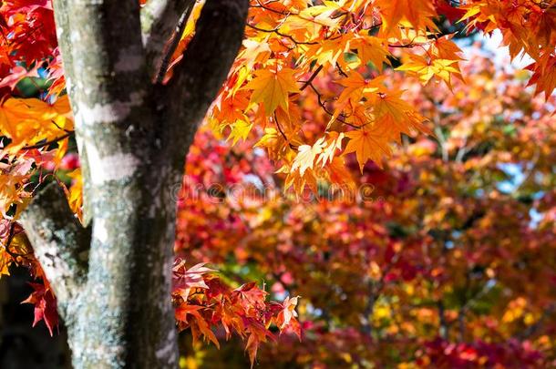 秋风景变模糊枫树树采用指已提到的人公园,秋季节,
