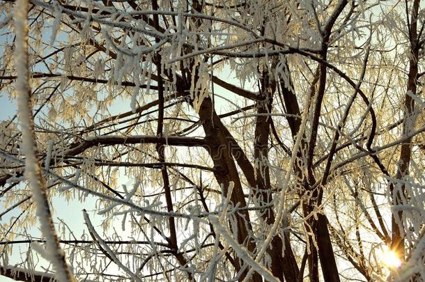 西伯利亚的冬树枝雪
