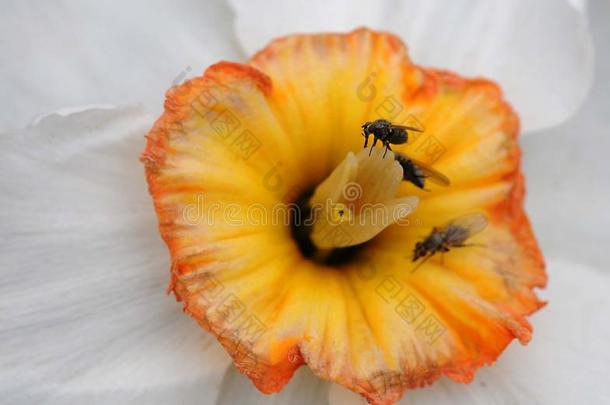 num.三蜜蜂向黄色的花