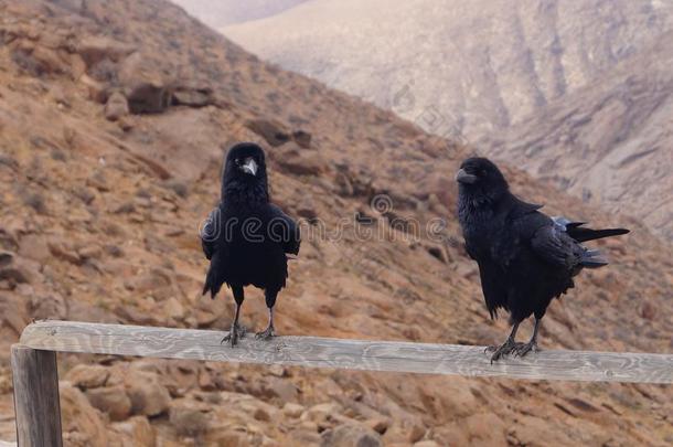 掠夺或乌鸦在富埃特文图拉岛-C或vusC或ax