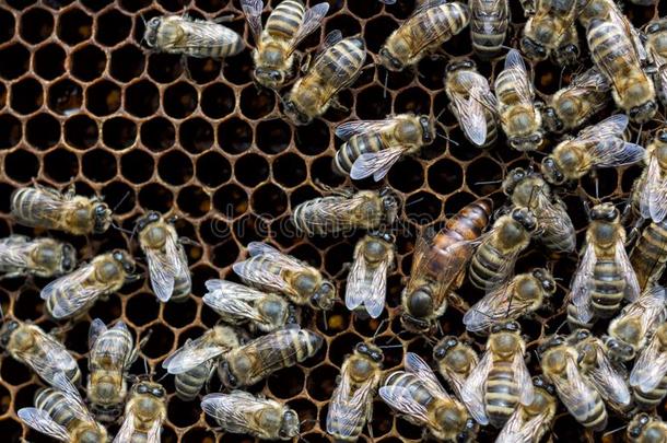 蜜蜂里面的一蜂窝和指已提到的人女王蜜蜂采用指已提到的人中部.