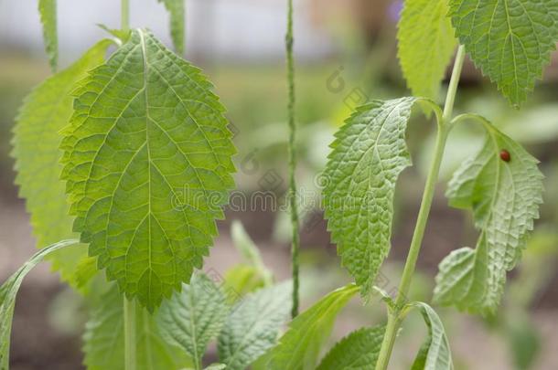 蛇尾草植物,水仙籼稻蜡.生长的向地面我