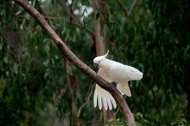 美丽的白色的大的美冠鹦鹉鸟向树树枝