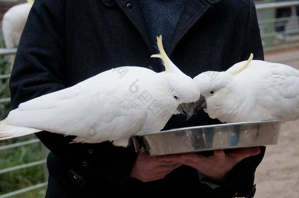 两个白色的大的美冠鹦鹉鸟吃