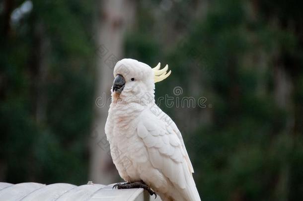 美丽的白色的大的美冠鹦鹉鸟微笑的