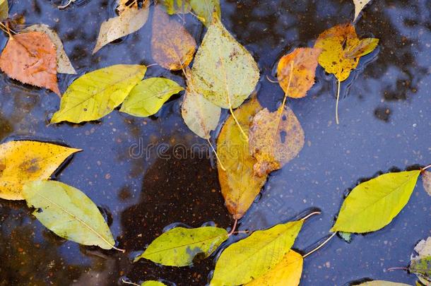 秋树叶采用一r一采用水坑.
