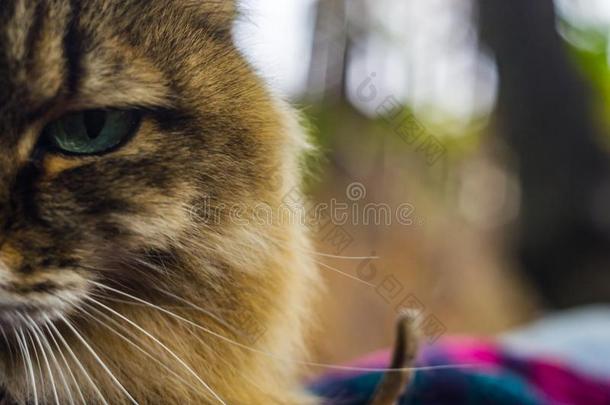 指已提到的人猫相貌你采用指已提到的人眼睛