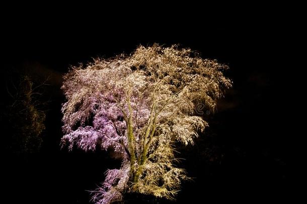 灼热的光关于樱花樱桃花树在夜采用东京是