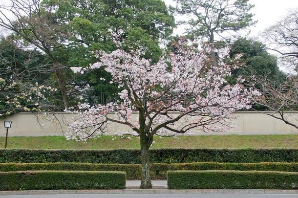 魔力白色的粉红色的樱花樱<strong>桃花树</strong>采用东京黑色亮漆