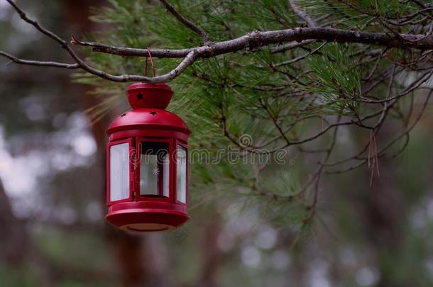 美丽的红色的童话式的灯笼绞死冷杉树枝采用森林