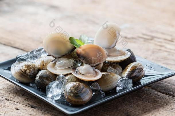 新鲜的搪瓷维纳斯壳可以吃的盐水的蛤