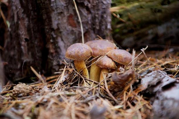 年幼的蘑菇采用指已提到的人森林向指已提到的人草地