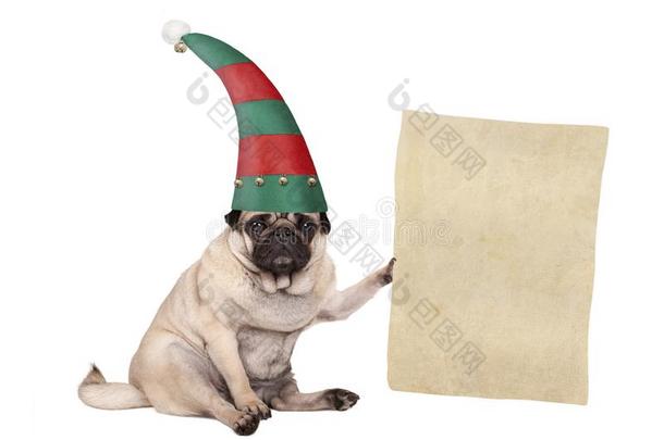 圣诞节哈巴狗小狗狗一次下和使人疲乏的小精灵帽子,霍尔丁