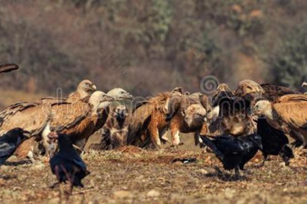 许多狮身鹫首的<strong>怪兽</strong>秃鹫石膏富勒和已成灰的秃鹫埃吉比乌斯