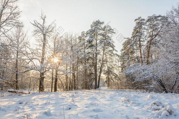 冬小路采用指已提到的人森林,小树林,树,雪一天