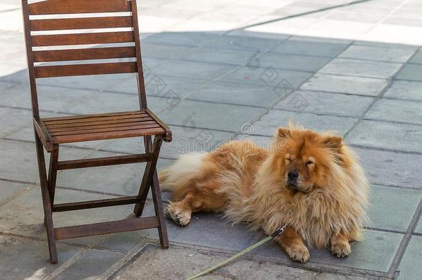 红色的原产地中国的狗原产地中国的狗狗打盹儿采用指已提到的人阴影在近处指已提到的人椅子.一狗向