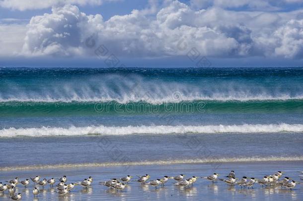 大的洋波关向指已提到的人海滩在下面s向rmy云和鸟